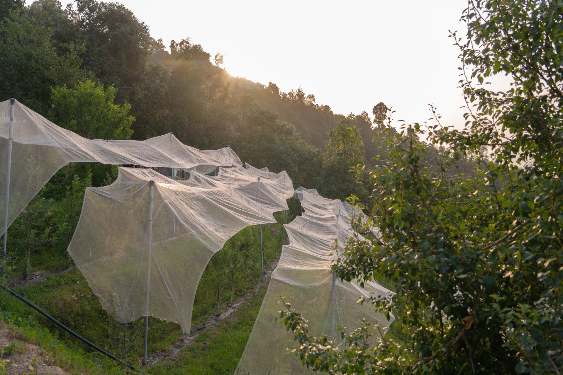 Golden-hour orchard