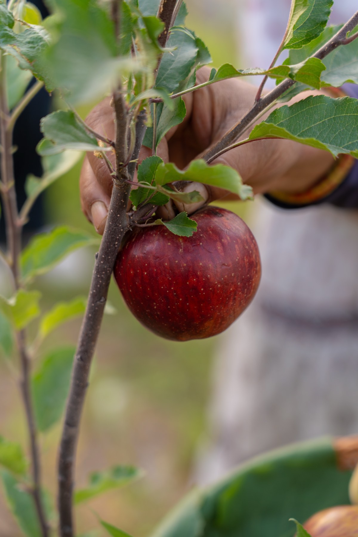 Picking fresh fruit in the orchard