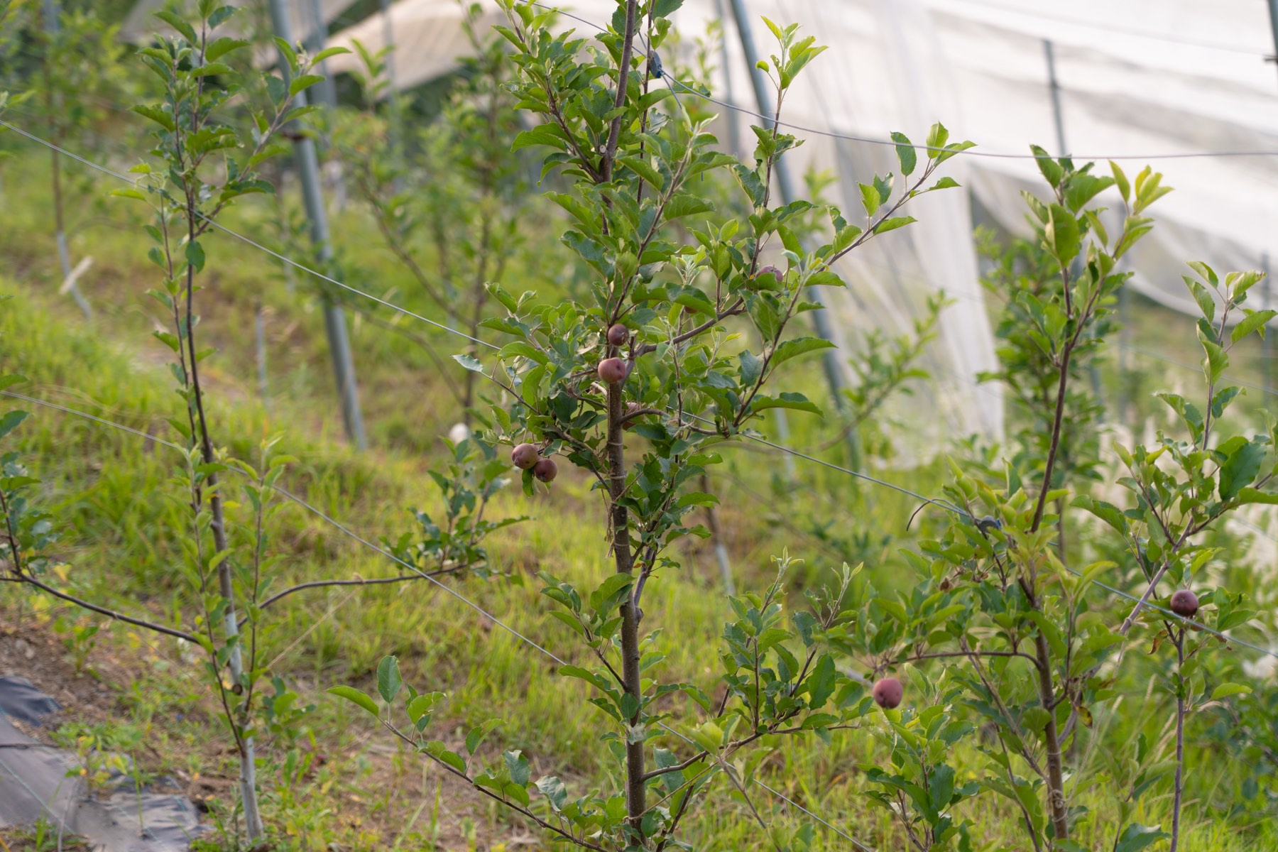 Fruit trees at Erigeron