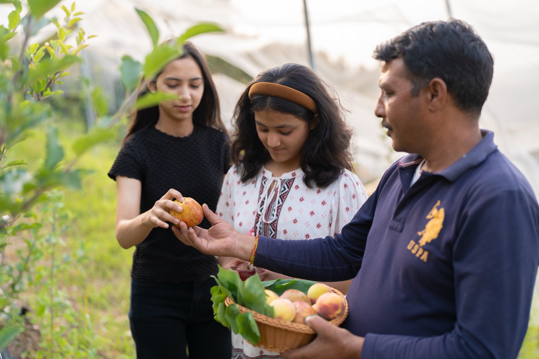 Family picking fresh fruit