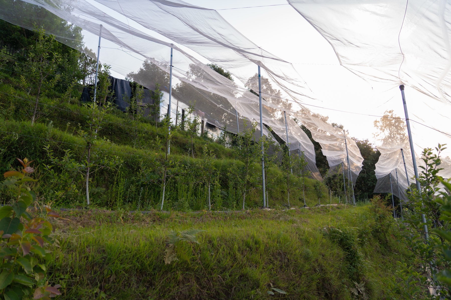 Netted fruit orchard on the slope
